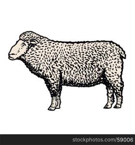 Sheep illustration isolated on white background. Design element for logo, label, emblem, sign. Vector illustration