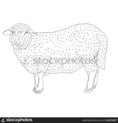 sheep painted by hand vector illustration