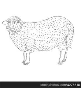 sheep painted by hand vector illustration