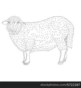 sheep painted by hand vector illustration