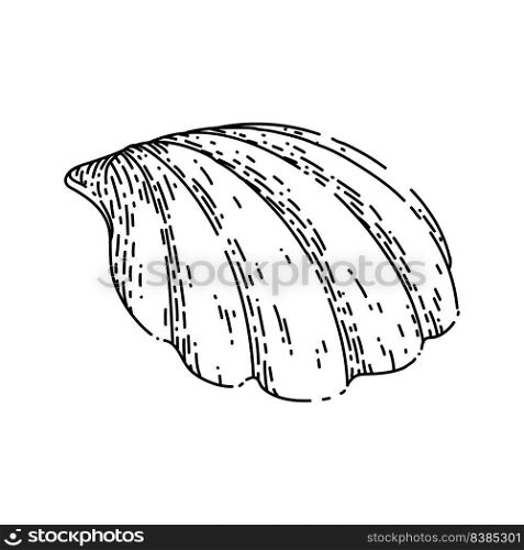 shell sea hand drawn vector. marine seashell, beach snail, ocean conch, clam animal, water scalop shell sketch. isolated black illustration. shell sea sketch hand drawn vector
