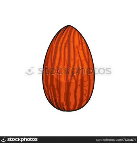 Shelled almond isolated edible seed. Vector organic drupe of fruit, not true nut. Edible seed of almond isolated fruit drupe