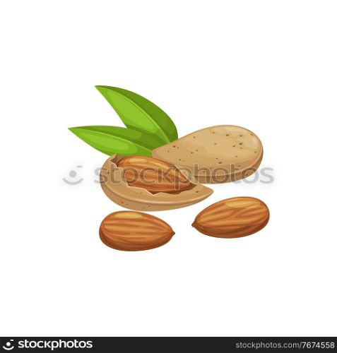 Shelled almond seeds isolated drupes of fruit in hard shell peeled and unpeeled, with green leaves. Vector edible seeds, natural vegetarian food, organic healthy superfood ingredient snack protein. Edible seed of almond nut isolated shelled drupes