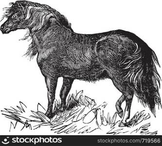 Shetland Pony or Equus ferus caballus, vintage engraving. Old engraved illustration of a Shetland Pony.