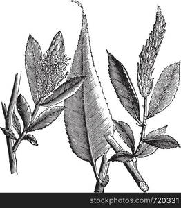 Shining Willow or Salix lucida or Pacific Willow or Whiplash Willow, vintage engraving. Old engraved illustration of Shining Willow isolated on a white background.