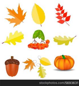 Shiny Autumn Natural Icons Vector Illustration. EPS10