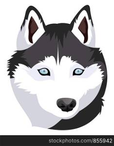 Siberian Husky illustration vector on white background
