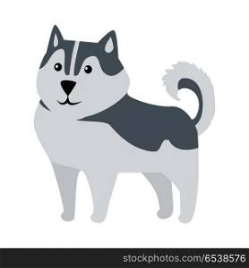 Siberian Husky Medium Size Dog Breed Isolated. Siberian Husky medium size working dog breed isolated on white. Recognizable by thickly furred double coat, erect triangular ears, and distinctive markings. Belongs to the Spitz genetic family. Vector