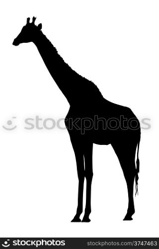 Side Profile Image of Large Giraffe Standing Silhouette