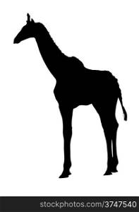 Side Profile Image of Young Giraffe Standing Silhouette
