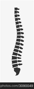 Side view of the spine on a white background. Vector illustration. Side view of the spine on a white background
