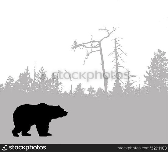 silhouette bear