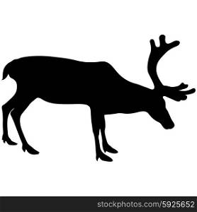 Silhouette deer with great antler on white background. Vector illustration.