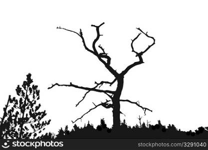 silhouette dry tree