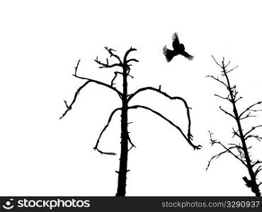 silhouette dry tree and birds isolated on white background