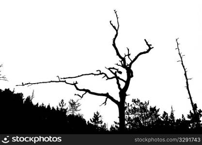 silhouette dry tree on white background