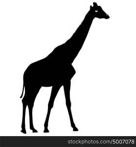 Silhouette high African giraffe on a white background. Silhouette high African giraffe on a white background.