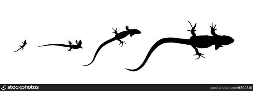 Silhouette lizard - growth from the birth to the adult. Isolated Vector Illustration. EPS10. Silhouette lizard - growth from the birth to the adult. Isolated Vector Illustration.