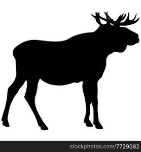 Silhouette Moose with great antler on white background.. Silhouette Moose with great antler on white background