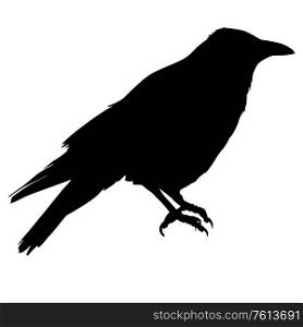 Silhouette of a bird crow on a white background.. Silhouette of a bird crow on a white background
