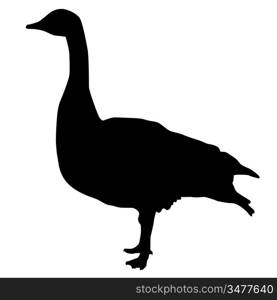 Silhouette of a Canadian goose