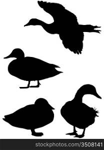 Silhouette of a duck