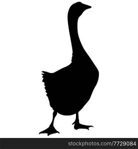 Silhouette of a grey goose on a white background.. Silhouette of a grey goose on a white background