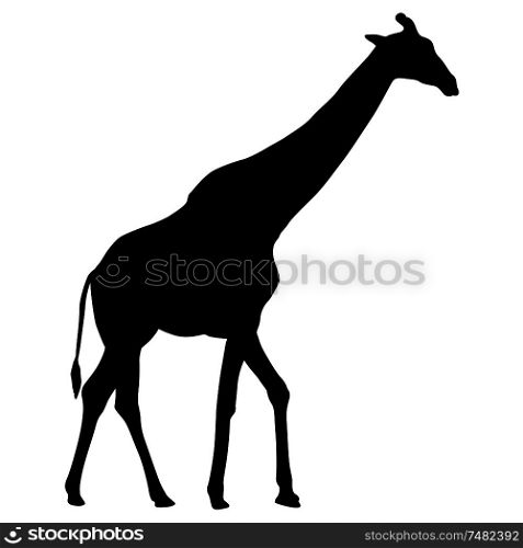 Silhouette of a high African giraffe on a white background.. Silhouette of a high African giraffe on a white background