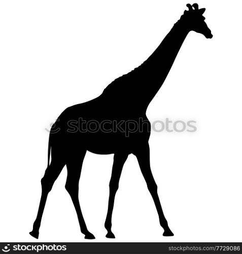 Silhouette of a high African giraffe on a white background.. Silhouette of a high African giraffe on a white background