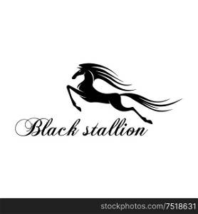 Silhouette of a horse jumping and flying above the text Black Stallion with beautiful long mane and tail. Sporting team mascot, tattoo or t-shirt print design. Silhouette of a jumping horse for mascot design