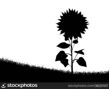 Silhouette of a sunflower on the field of grass