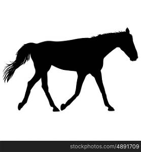 silhouette of black mustang horse vector illustration. silhouette of black mustang horse vector illustration.