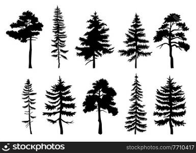 Silhouette of different trees with leaves isolated on white background. Tall tree thick trunk crown at height. Decorative vegetation of a city park or garden, coniferous and deciduous forest plant. Decorative vegetation of a city park or garden, coniferous and deciduous tall trees forest plants