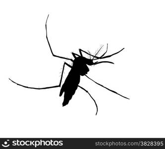 Silhouette of mosquito on white background