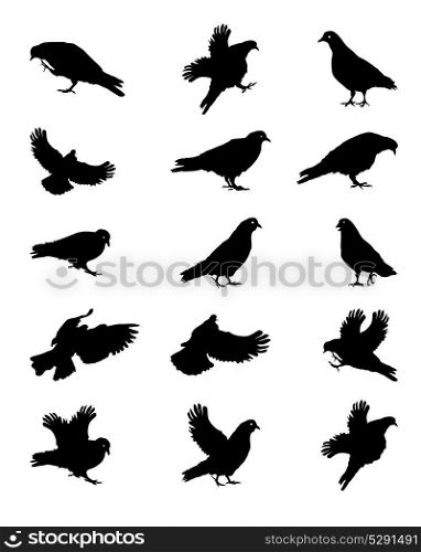 Silhouette of Pigeons Isolated on White Vector Illustration