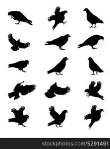 Silhouette of Pigeons Isolated on White Vector Illustration