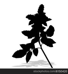 Silhouette of Plants. Vector Ilustration. EPS10. Silhouette of Plants. Vector Ilustration.