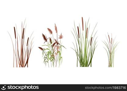 Silhouette of reeds, sedge, cane, bulrush, or grass on a white background.Vector illustration.. Colored silhouette of reeds, sedge, cane, bulrush, or grass on a white background.Vector illustration.