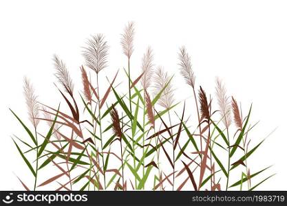 Silhouette of reeds, sedge, cane, bulrush, or grass on a white background.Vector illustration.. Colored silhouette of reeds, sedge, cane, bulrush, or grass on a white background.Vector illustration.
