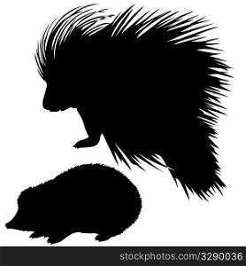 silhouette of the hedgehog and porcupine on white background