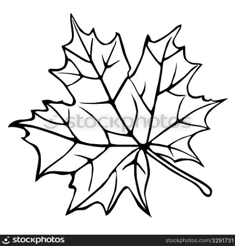 silhouette of the maple leaf on white background