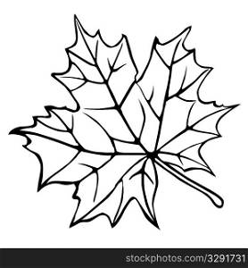 silhouette of the maple leaf on white background