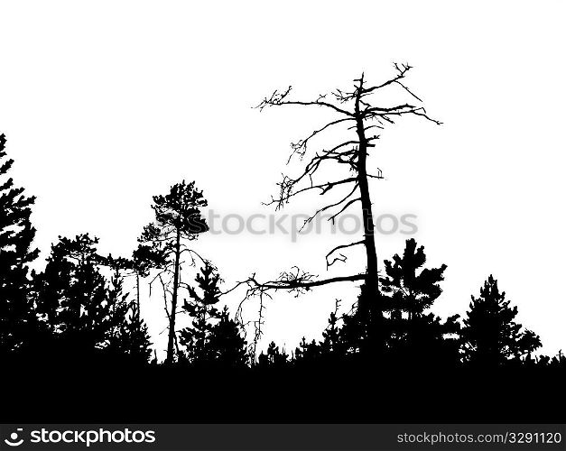 silhouette of the old pine on white background