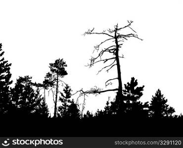 silhouette of the old pine on white background