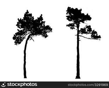 silhouette of the pine in wood
