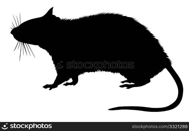 silhouette of the rat on white background