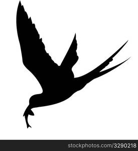 silhouette of the sea bird on white background