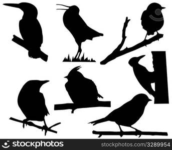 silhouette of the small birds on branch tree