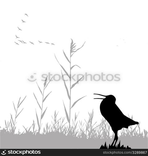 silhouette of the snipe