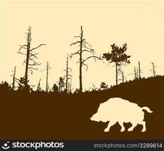 silhouette of the wild boar